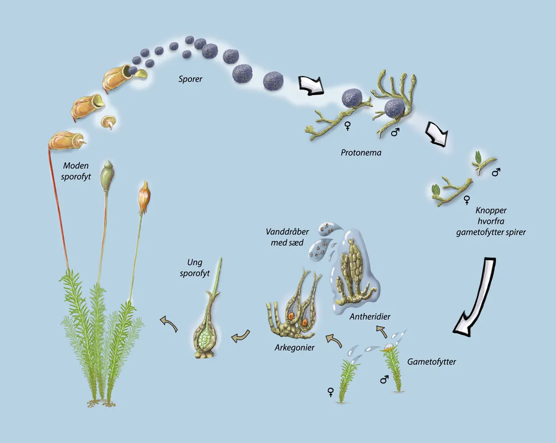 Lifecycle of Polytrichum